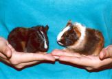 Kave & Csoki